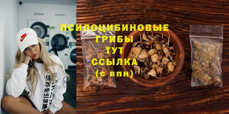 Галлюциногенные грибы Psilocybine cubensis  Рыбинск 